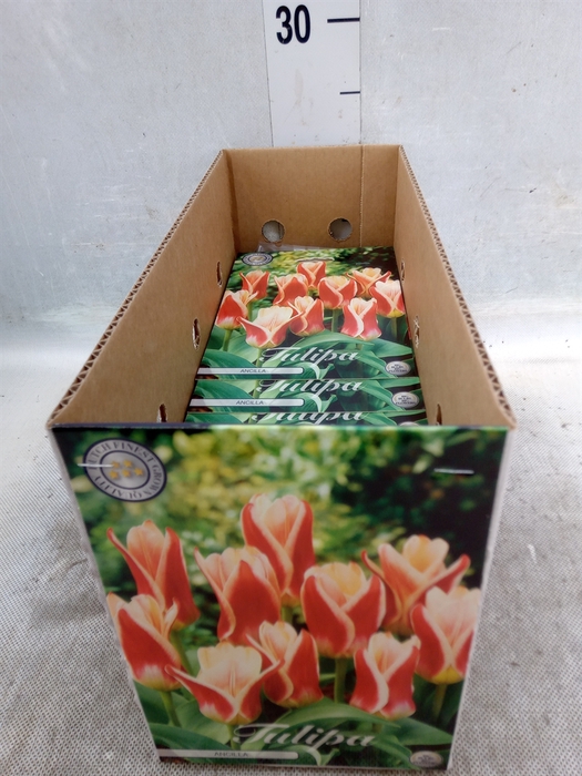 <h4>Tulipa   ...flowerbulbs</h4>