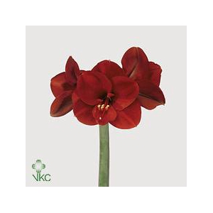 Hippeastrum ferrari