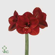<h4>Hippeastrum ferrari</h4>