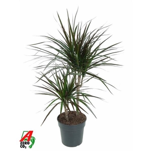 Dracaena marginata Magenta