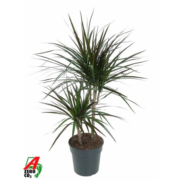 <h4>Dracaena marginata Magenta</h4>