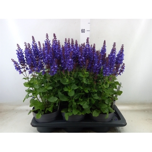 Salvia nemorosa