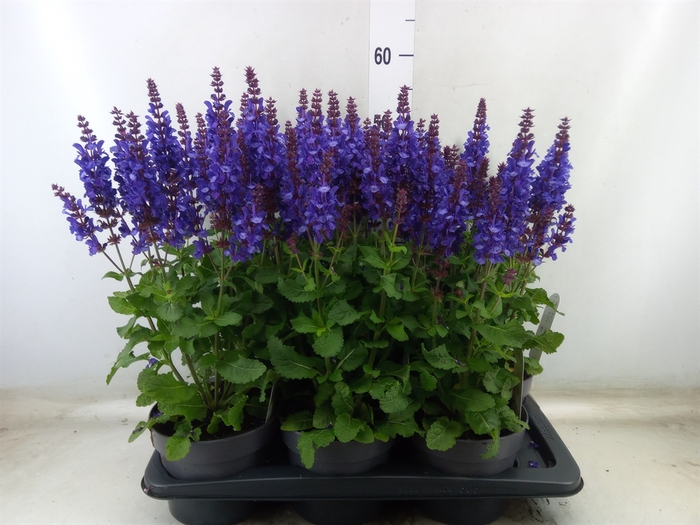<h4>Salvia nemorosa</h4>