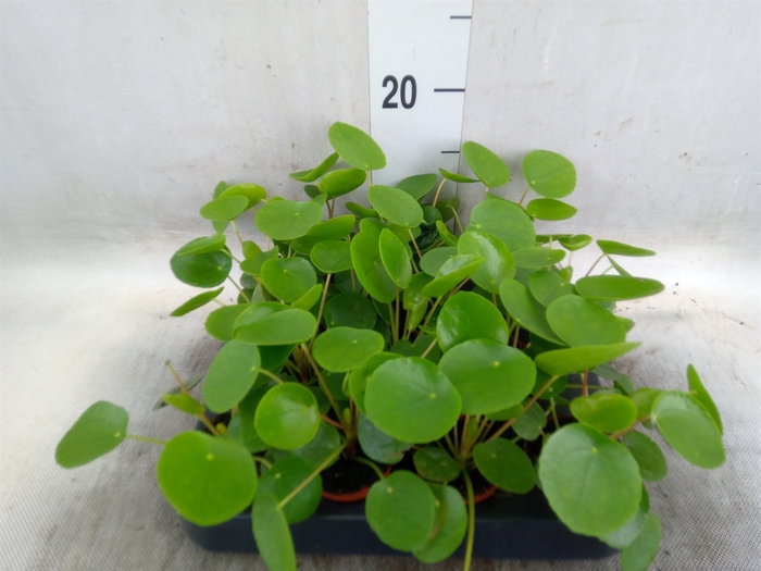 <h4>Pilea peperomoides</h4>