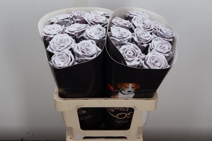 <h4>R Wx (rn) Snowy Wit</h4>