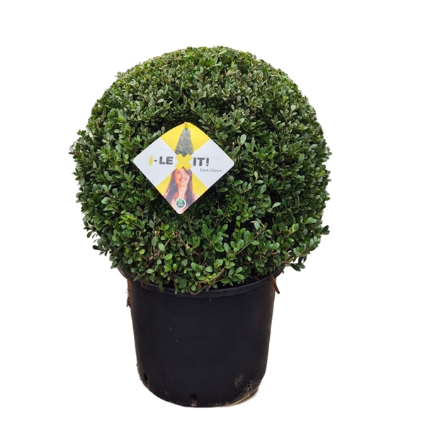 <h4>Ilex crenata Dark Green, P45, Bol Ø60cm</h4>