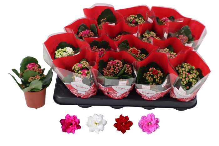 <h4>KAL GE RO GEM 4 KL</h4>