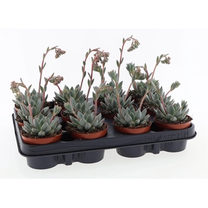Echeveria ...