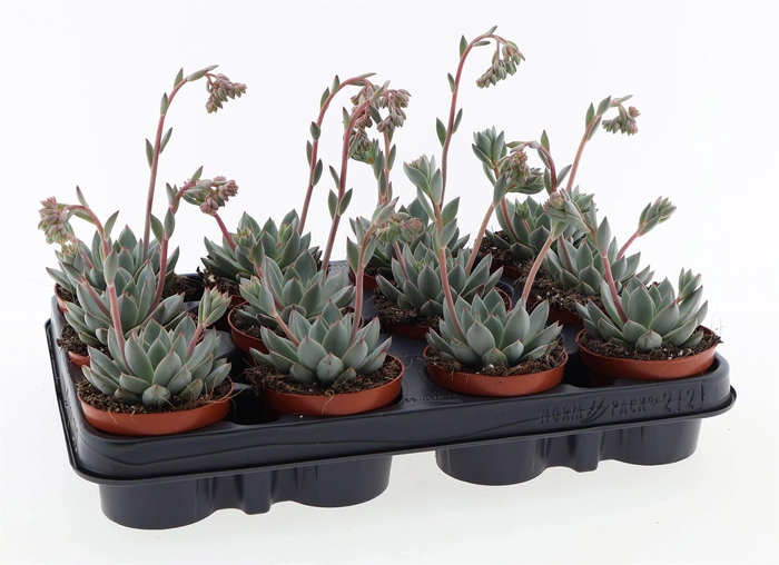 <h4>Echeveria   ...</h4>