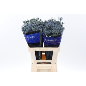 Eryng Blue Dynamite 60cm