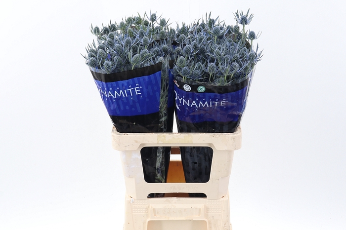<h4>Eryng Blue Dynamite</h4>