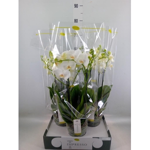 Phalaenopsis   ...white