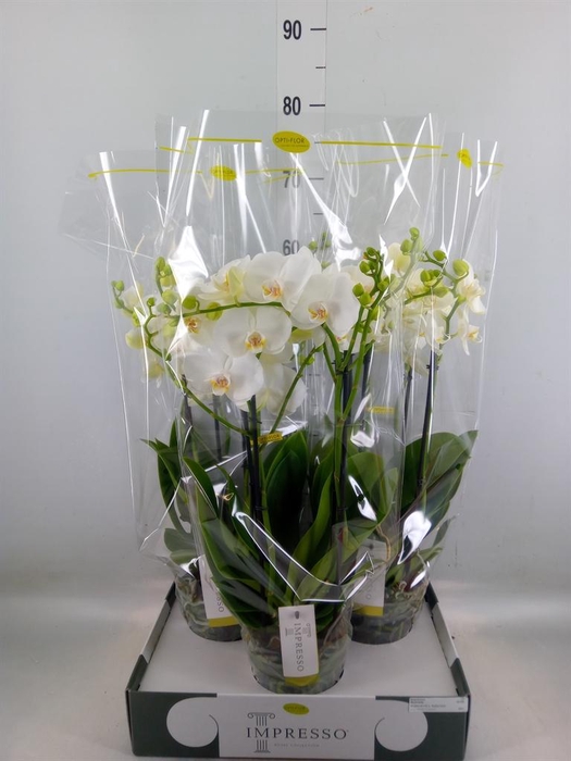 <h4>Phalaenopsis   ...white</h4>