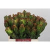 Leucadendron Laurel Yellow