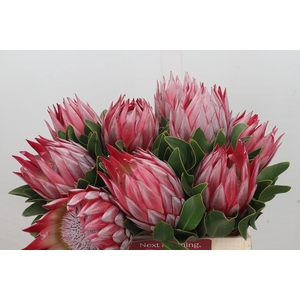 Protea Cynaroides Stellar