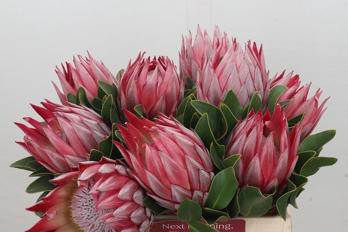 <h4>Protea Cynaroides Stellar</h4>