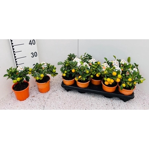 Citrus Calamondin mini-stem (s2)