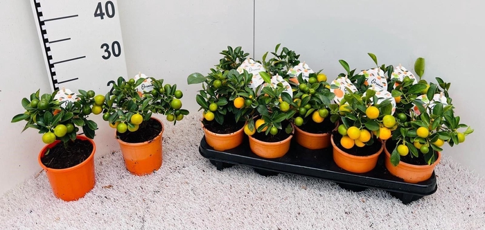 <h4>Citrus Calamondin mini-stem (s2)</h4>