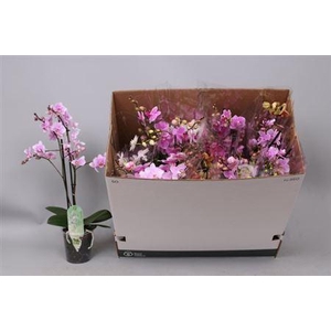 Phal Mf Gem 8 Kl