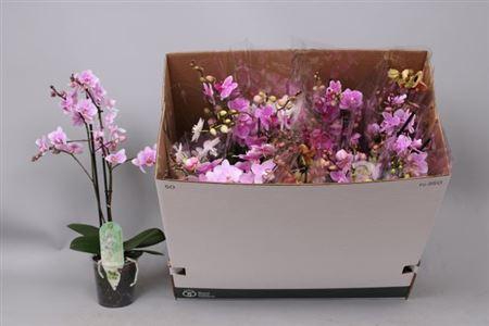<h4>Phal Mf Gem 8 Kl</h4>