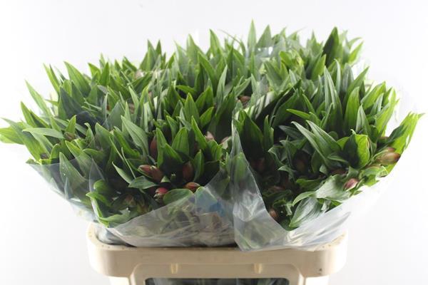 <h4>Alstr Estee (zalm)</h4>