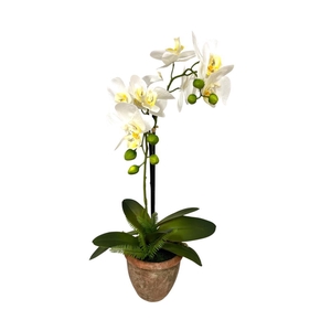 AF Orchid 2 br & Fern in c.pot