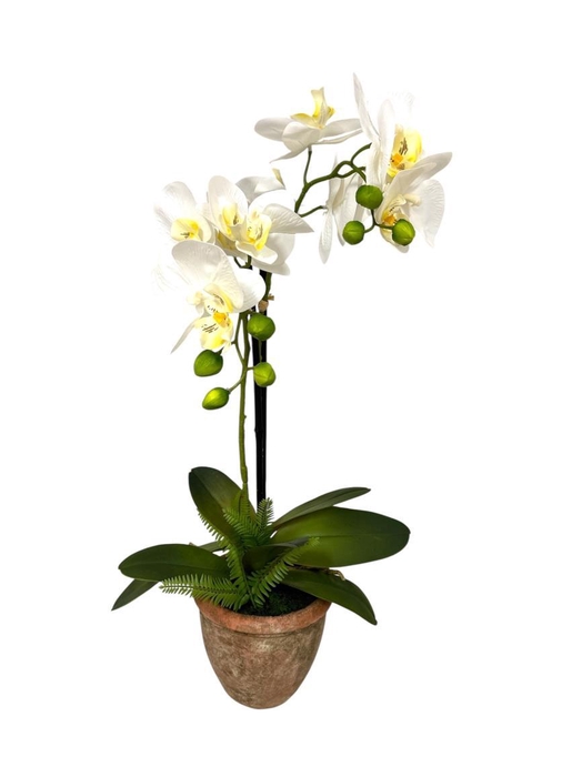 <h4>AF Orchid 2 br & Fern in c.pot</h4>