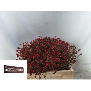 ROSA MAG RED CASCADE