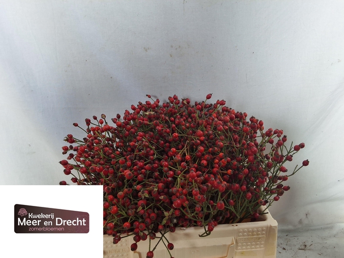 <h4>ROSA MAG RED CASCADE</h4>