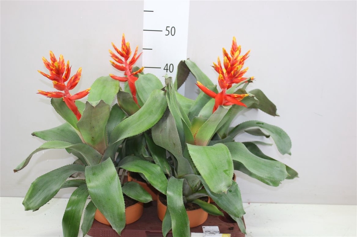 <h4>Aechmea Overig</h4>