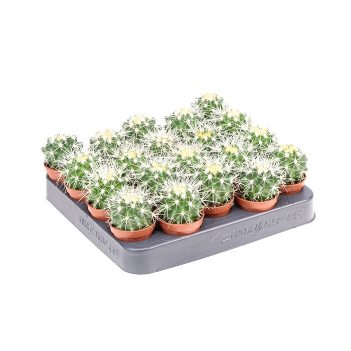 <h4>Echinocactus grusonii</h4>