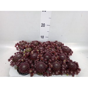 Sempervivum   ...