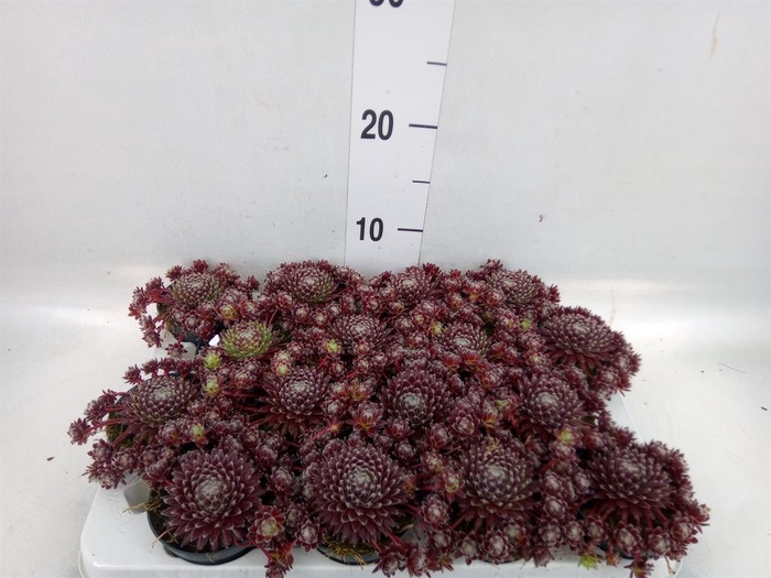 <h4>Sempervivum   ...</h4>