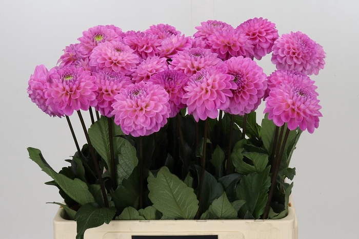<h4>Dahlia Wizard of Oz</h4>