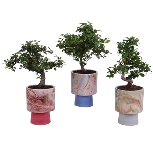 Bonsai Indoor Mix Ø12cm S-Shape in Ø 14cm Ceramic FB675