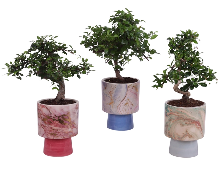 <h4>Bonsai Indoor Mix Ø12cm S-Shape in Ø 14cm Ceramic FB675</h4>