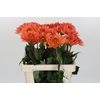 Dahlia Dr Phil