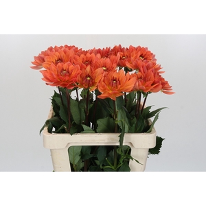 Dahlia Dr Phil
