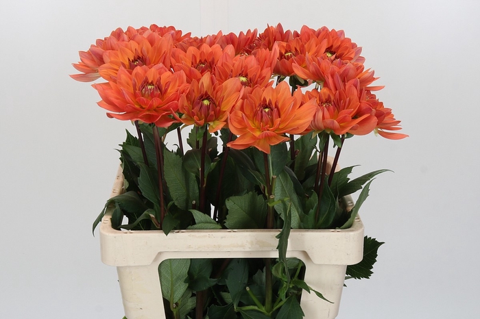 <h4>Dahlia Dr Phil</h4>
