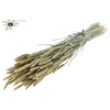 Triticum per bunch Frosted Light Yellow