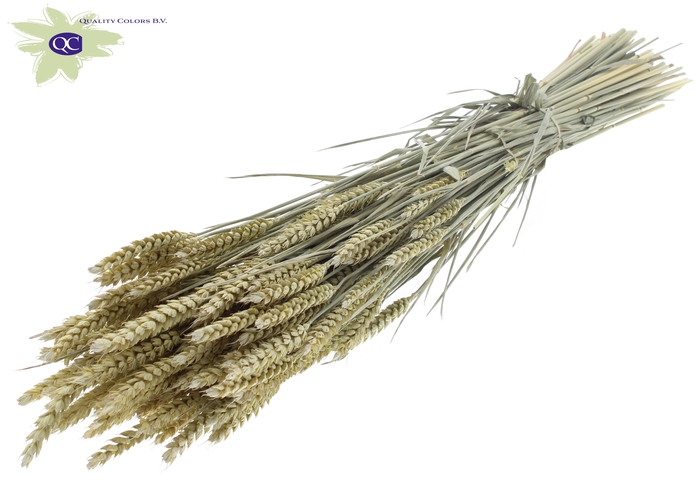 Triticum per bunch Frosted Light Yellow