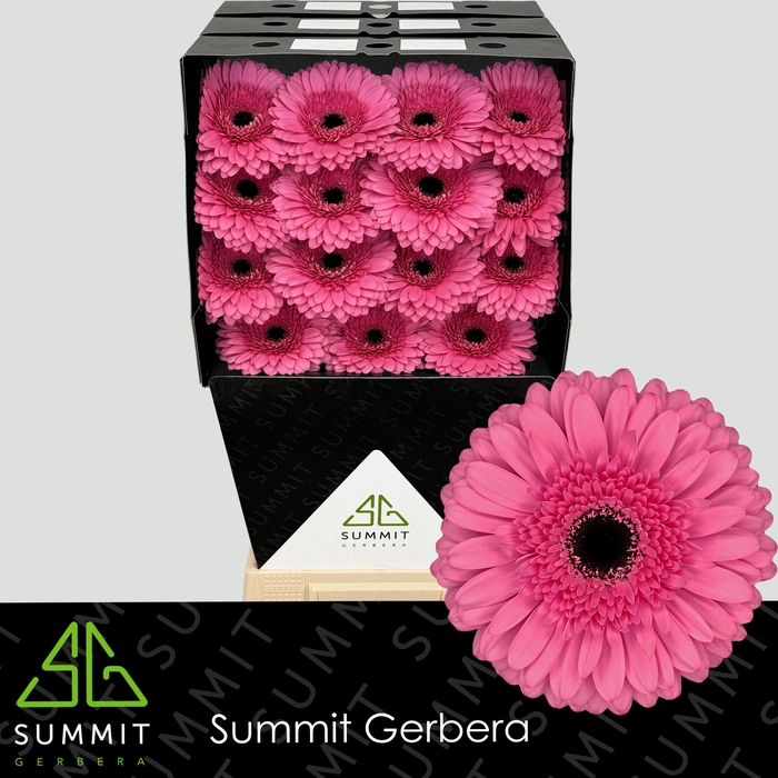 <h4>Gerbera Peppa Diamond</h4>