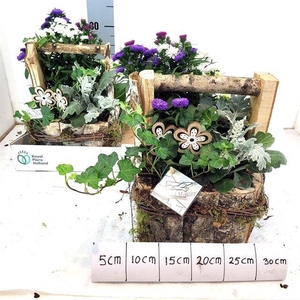 ARR TUINPLANTEN