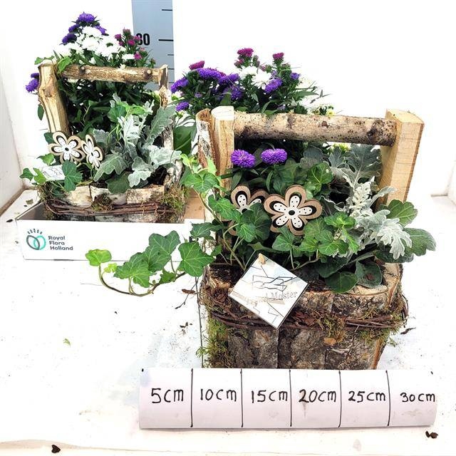 <h4>ARR TUINPLANTEN</h4>