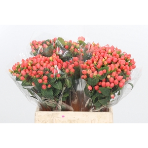 Hyp Mag Roy Princess