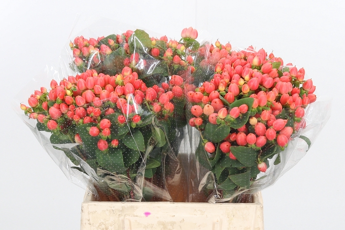 <h4>Hyp Mag Roy Princess</h4>