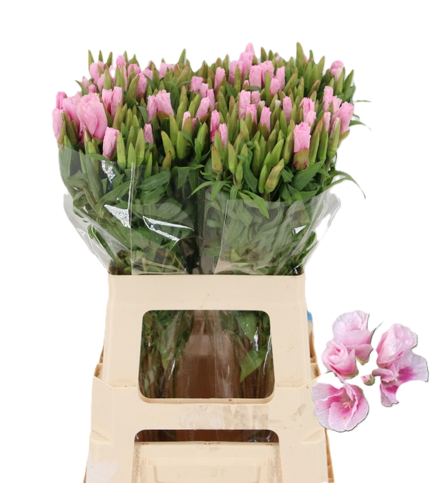 <h4>CLARKIA GODETIA PINK</h4>