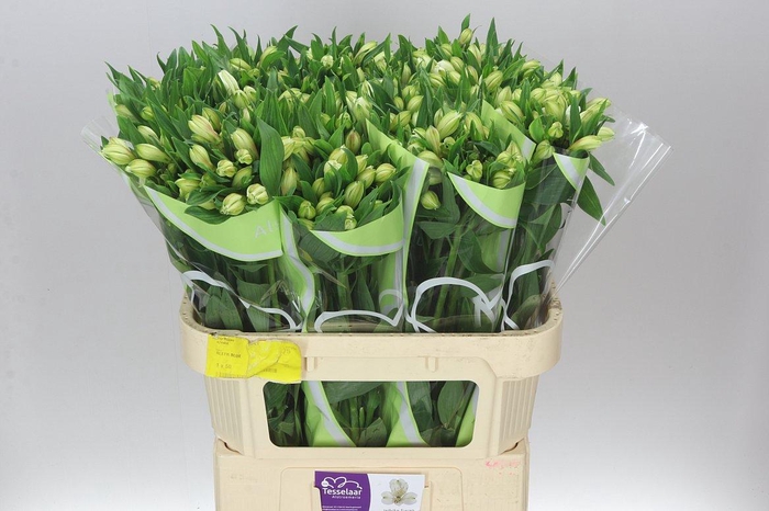 <h4>Alstro White Swan</h4>