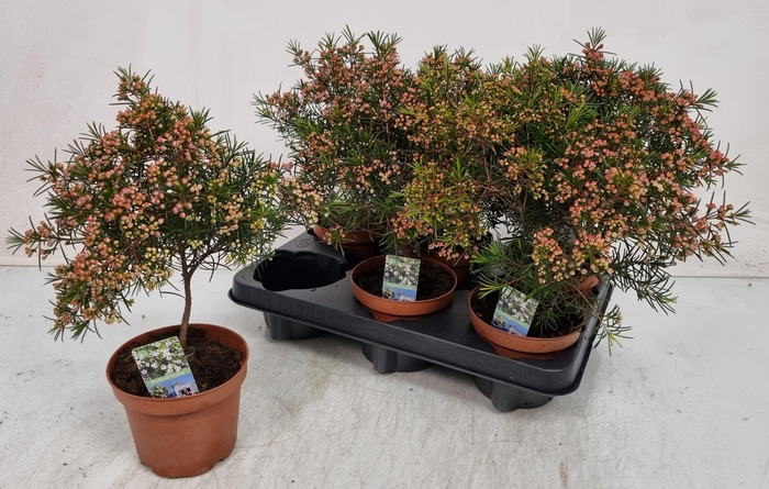 <h4>CHAMEL U OV</h4>