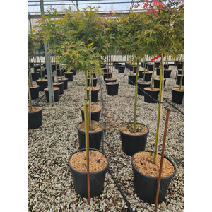 Acer palmatum